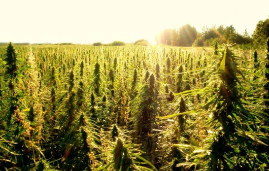 Researcher talks marijuana legalization in Oregon