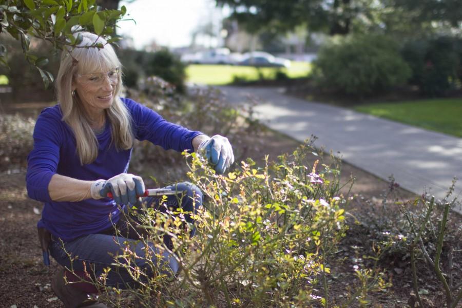 Carol Gallagher enjoys the warm weather as she trims the shrubbery outside of Riley Hall.  