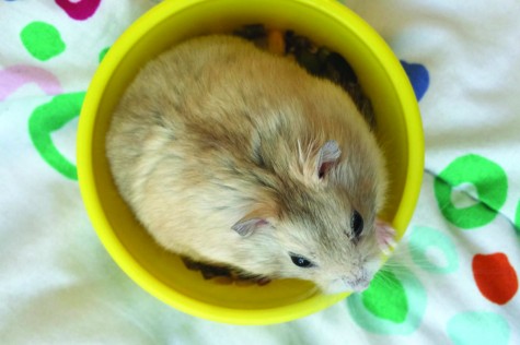 Glen Coco, a Syberian dwarf hamster, sits in his food bowl as he experiences life in a dorm. Hamsters along with any furry pets are banned from on-campus housing. Photo courtesy of anonymous pet owner.