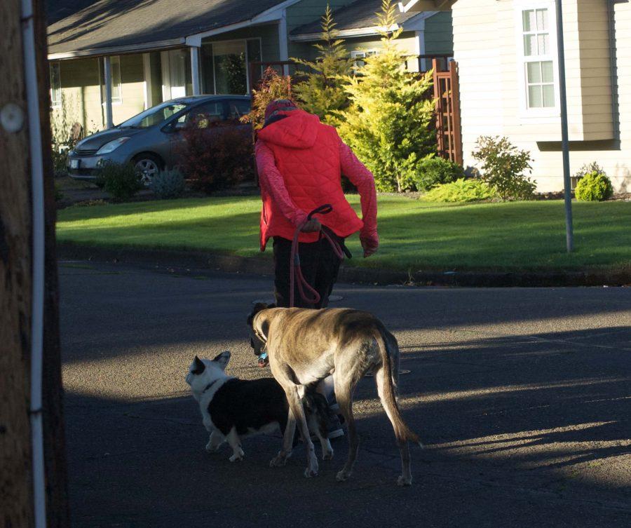 Nancy Carlson walks her two dogs, Fiddlestix, left, and Irish, right. 