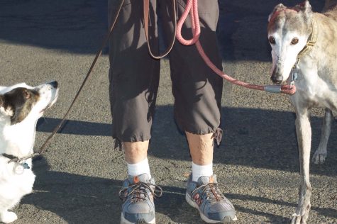 Carlson walks her dogs, "Fiddlestix," left, a Cardigan Welsh Corgi, and "Irish," a Greyhound, six days a week through Linfield's campus. 