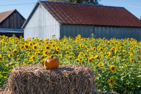 Phils Pumpkin Patch, located in Sherwood Oregon, has other sights to see than just pumpkins. Enjoy the sunflowers while they still last. 