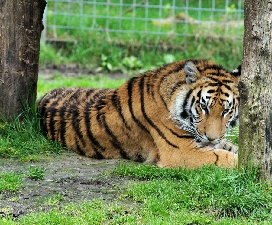 A tiger in front of a fence lying on green grass.