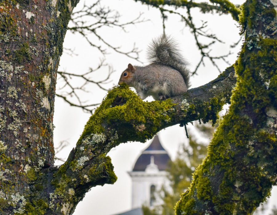 Squirreling around: When we all fall asleep, where do squirrels go?