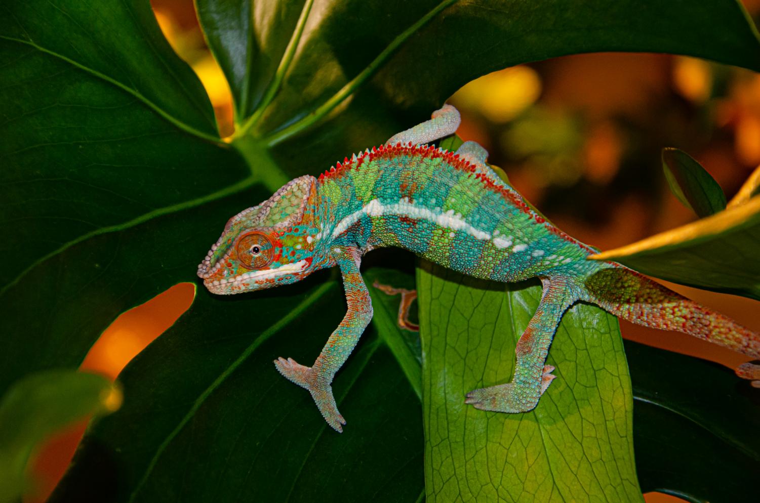 Beautiful Panther Chameleon Shows Its Most Brilliant Colours In