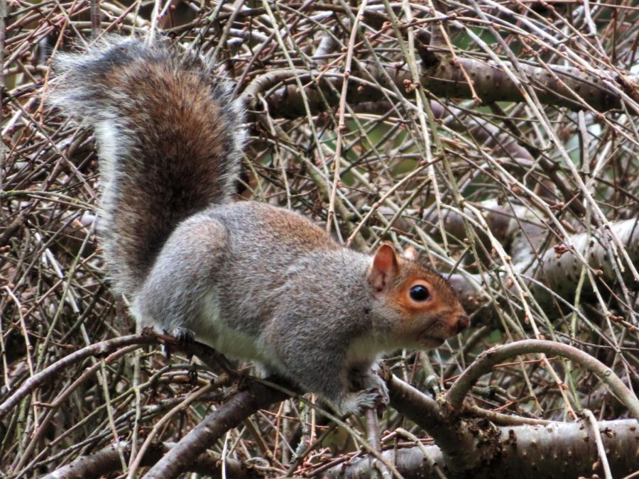 Squirreling around: It’s not me, it’s you