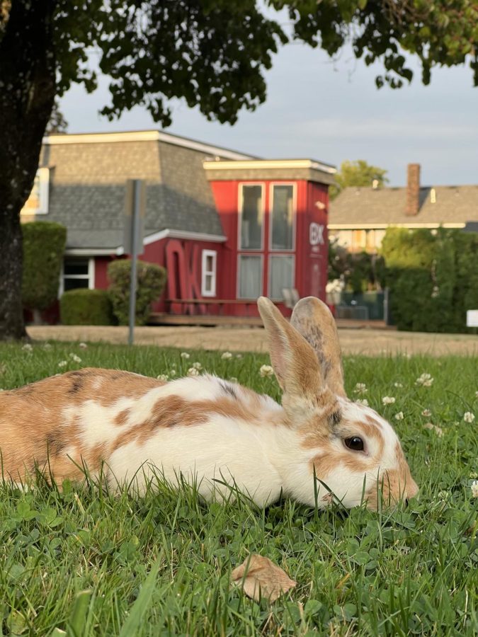 Linfield’s bunnies: Too cute NOT to stop and admire