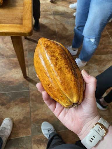 Cocoa Bean grown at a chocolate company in Mindo, Ecuador