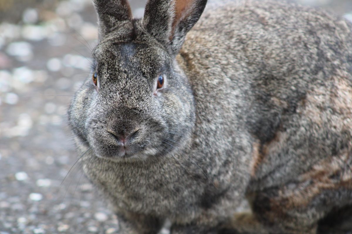 Clearing up campus bunny rumors