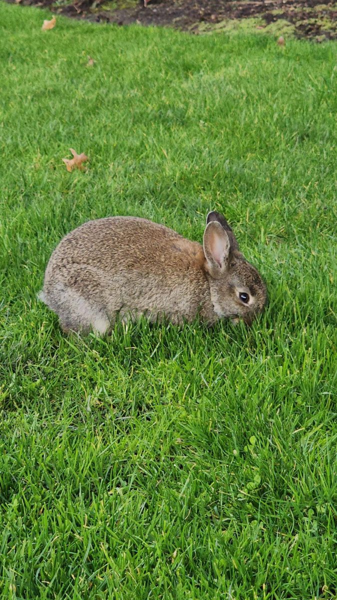 A bunny grazing in some grass on Linfield's campus last spring.